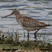 Bar-tailed Godwit range map