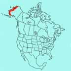 Bar-tailed Godwit range map