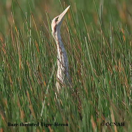 Bare-throated Tiger-Heron