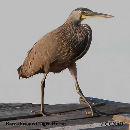 Bare-throated Tiger-Heron