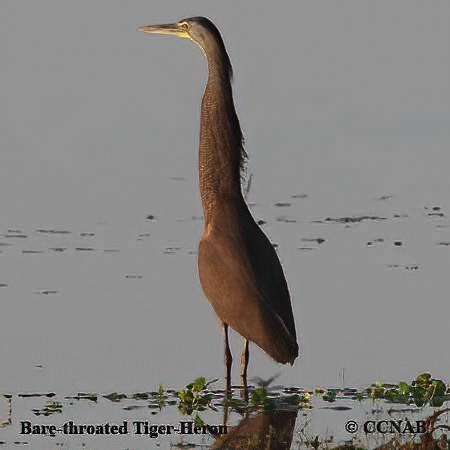 Bare-throated Tiger-Heron