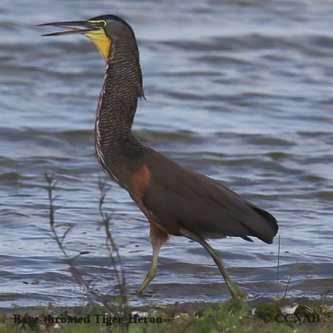 Bare-throated Tiger-Heron