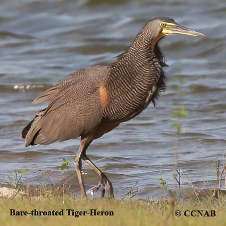 Birds of North America