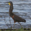 Bare-throated Tiger-Heron range map