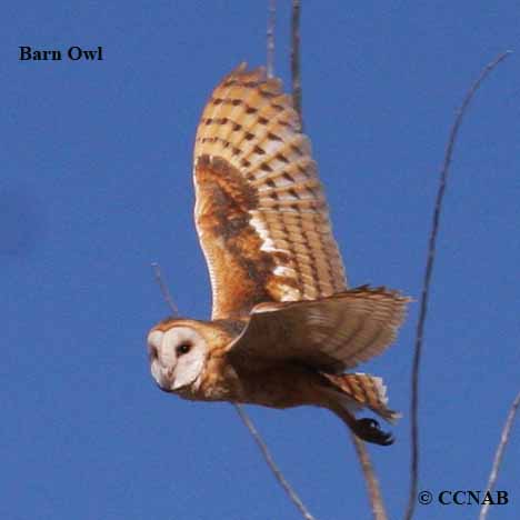 Barn Owl