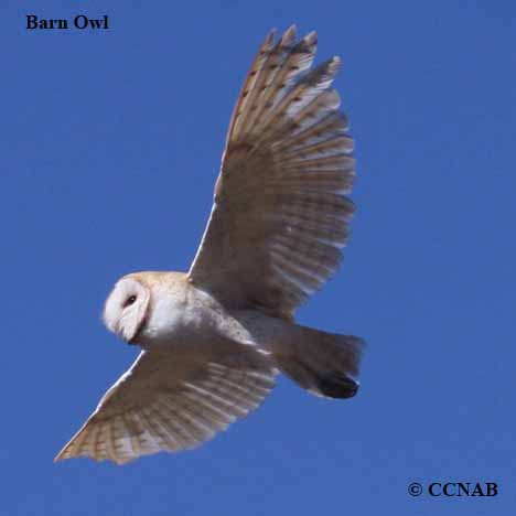 Barn Owl