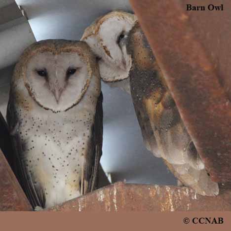 Barn Owl