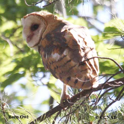 Barn Owl