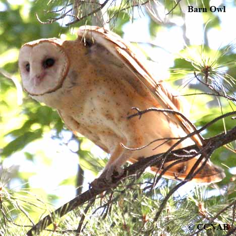 Barn Owl