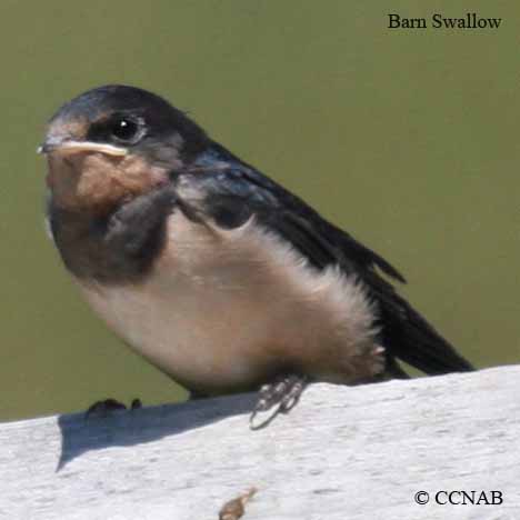 Barn Swallow