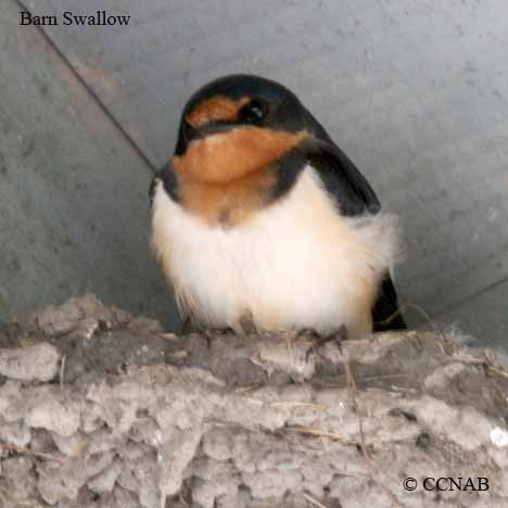 Barn Swallow