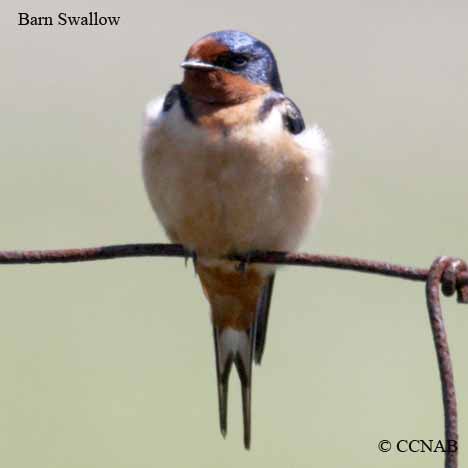 Barn Swallow