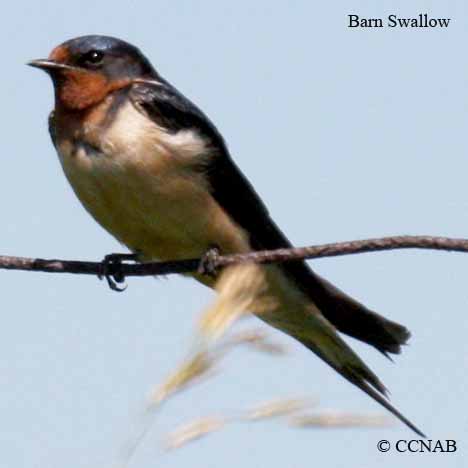 Barn Swallow