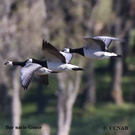 Barnacle Goose