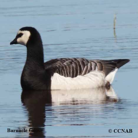 Barnacle Goose