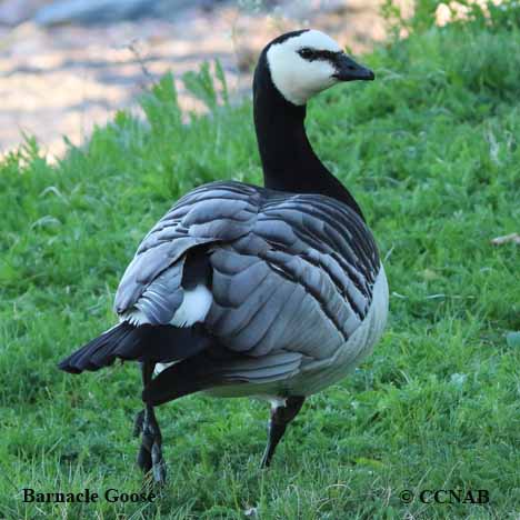 Barnacle Goose