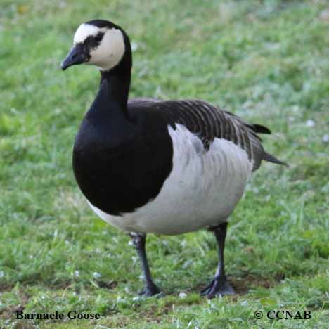 Barnacle Goose