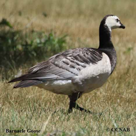 Barnacle Goose