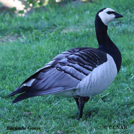 Birds of North America