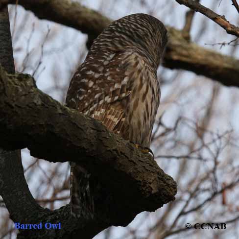 Barred Owl