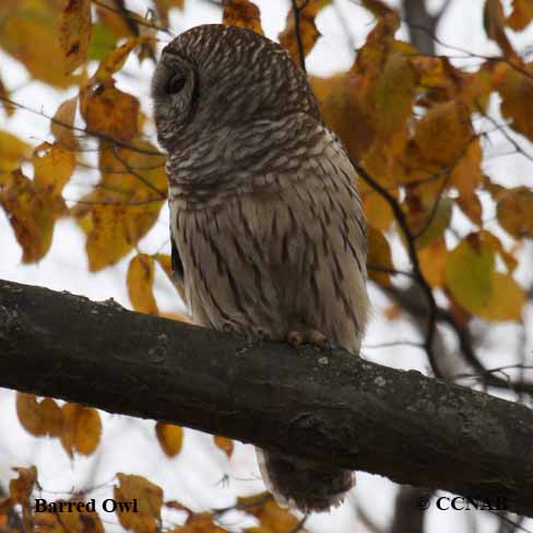 Barred Owl