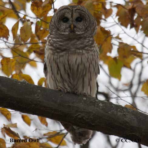 Barred Owl