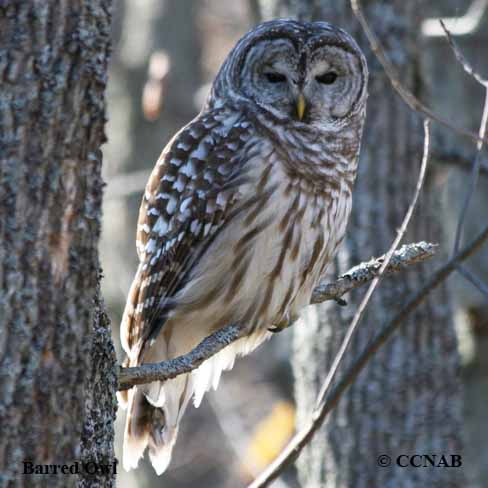 Barred Owl