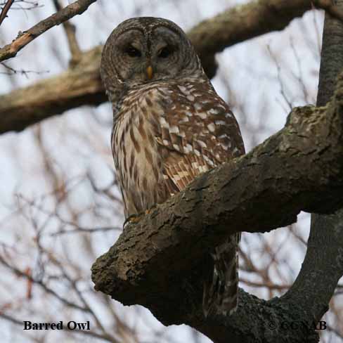 Barred Owl