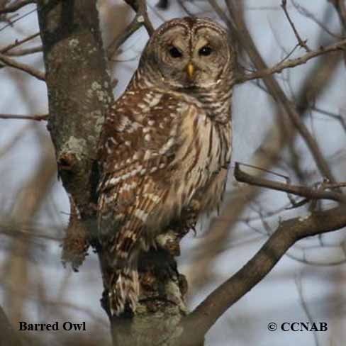 Barred Owl range