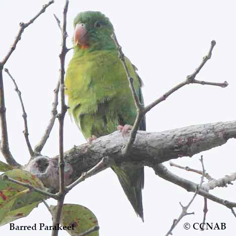 Birds of North America