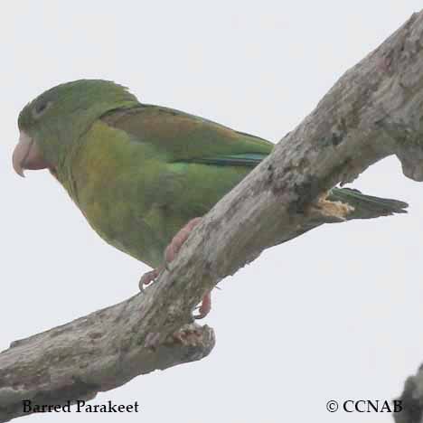 Barred Parakeet