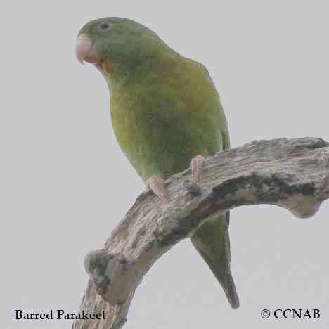 Barred Parakeet