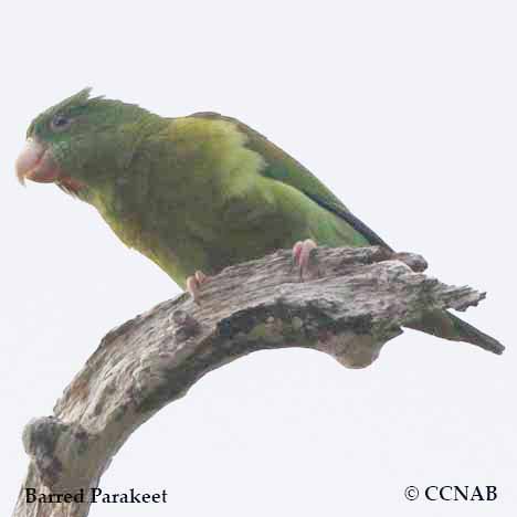 Barred Parakeet