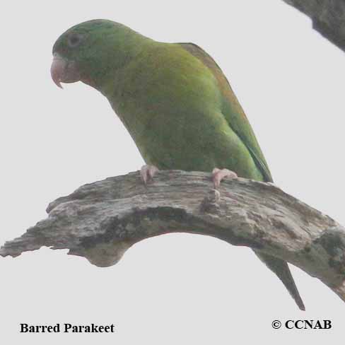 Barred Parakeet