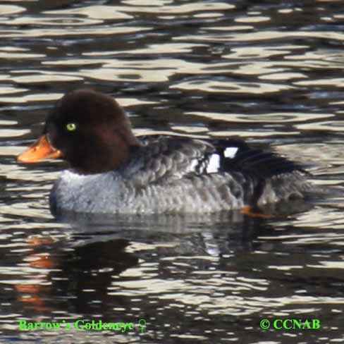 Barrow's Goldeneye