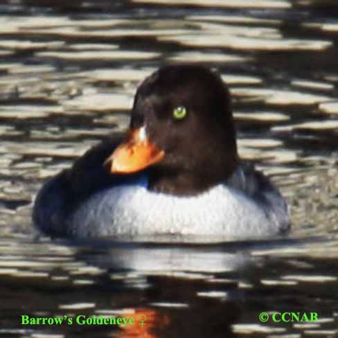 Barrow's Goldeneye