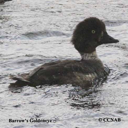 Barrow's Goldeneye