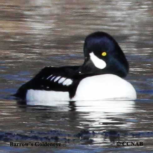 Barrow's Goldeneye