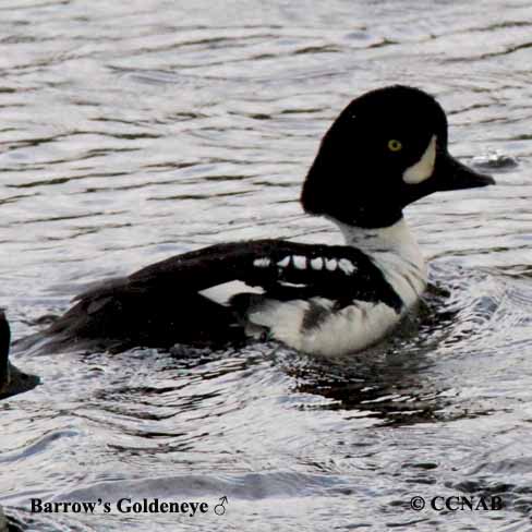 Barrow's Goldeneye