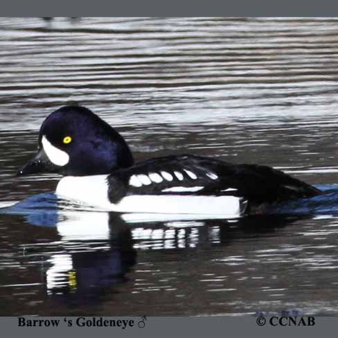 Barrow's Goldeneye - eBird