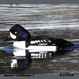 Barrow's Goldeneye