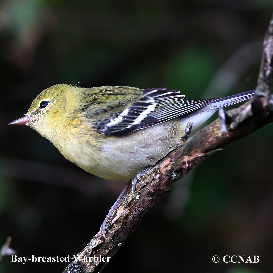 Bay-breasted Warbler