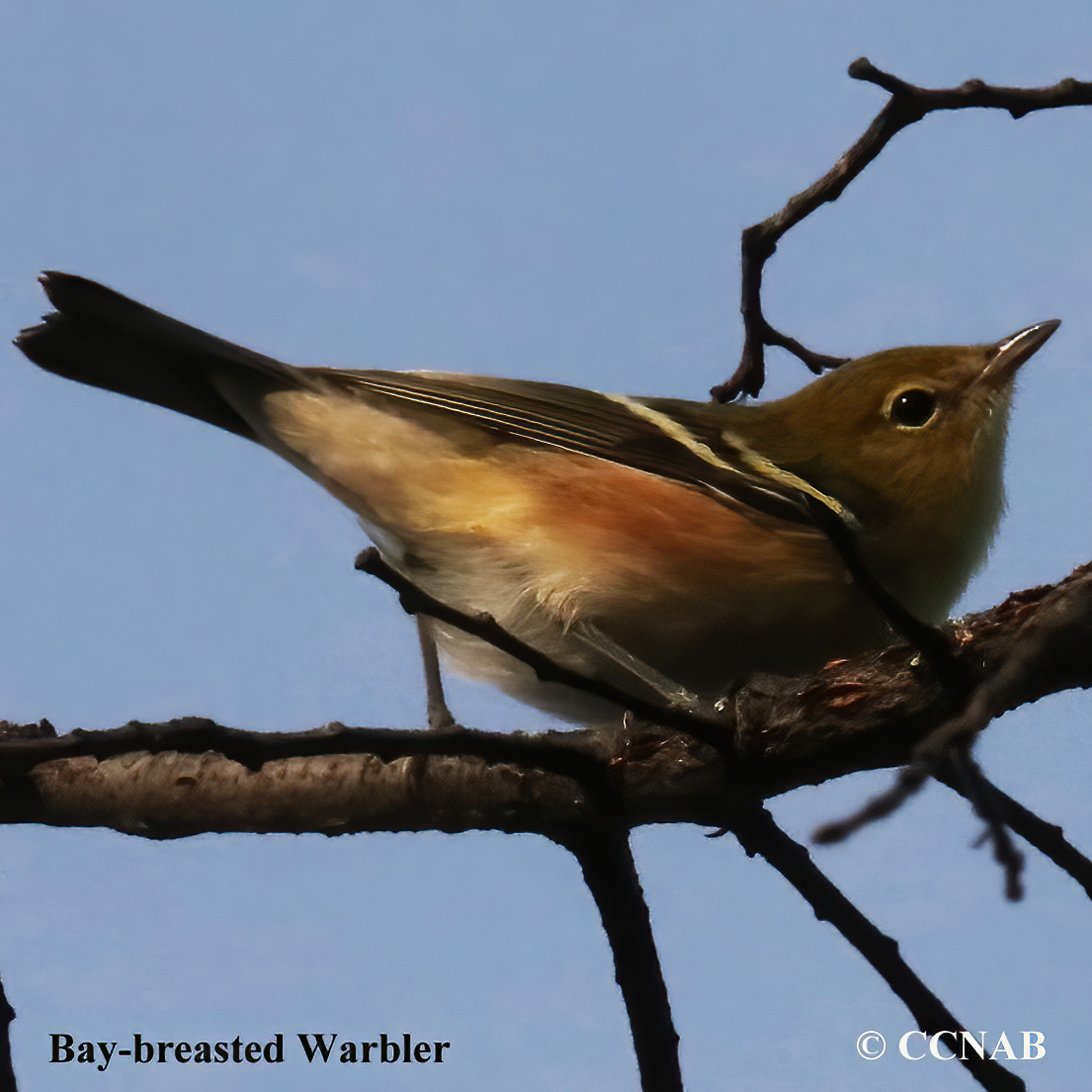 Bay-breasted Warbler