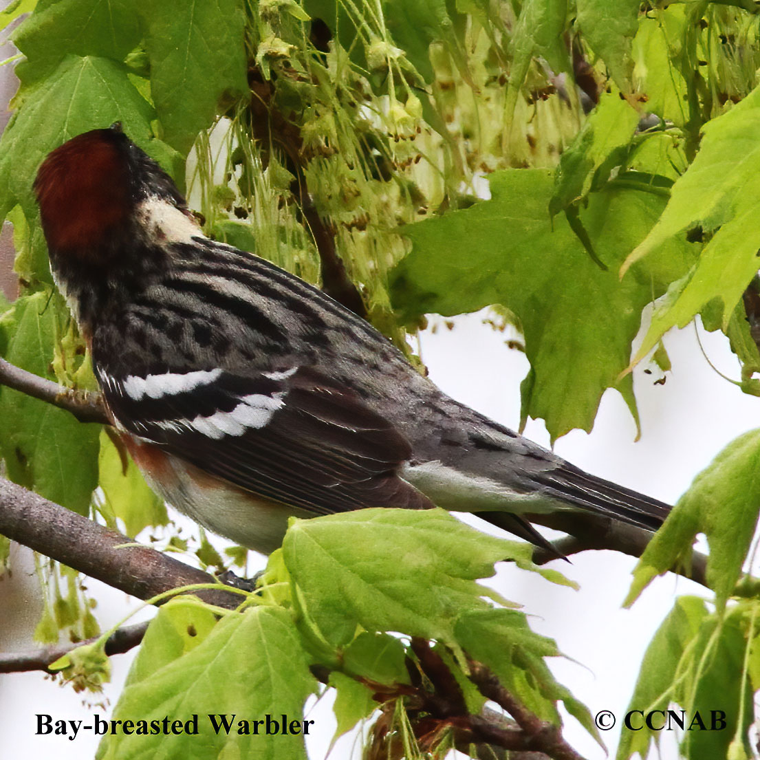 Bay-breasted Warbler