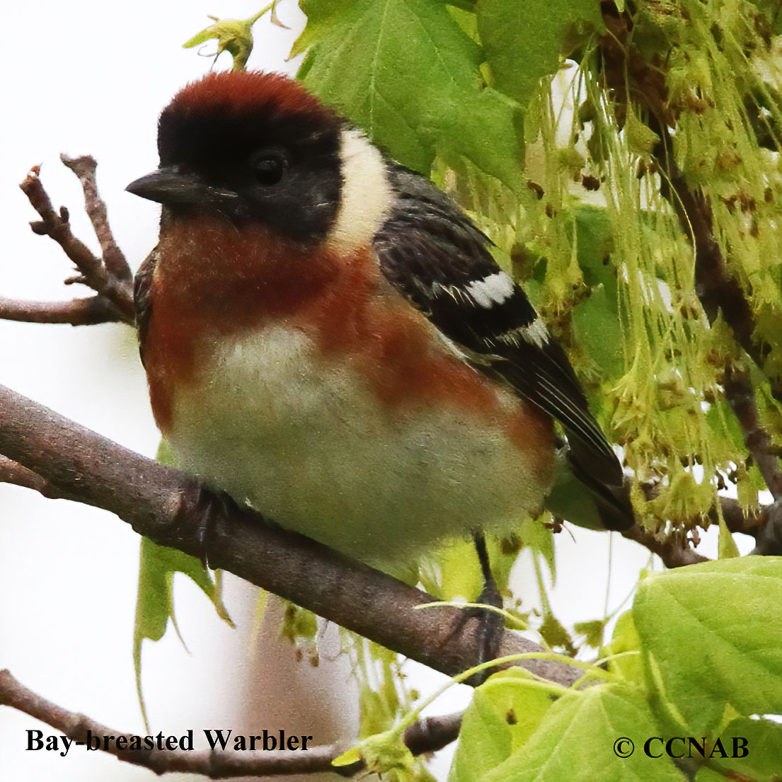 Bay-breasted Warbler