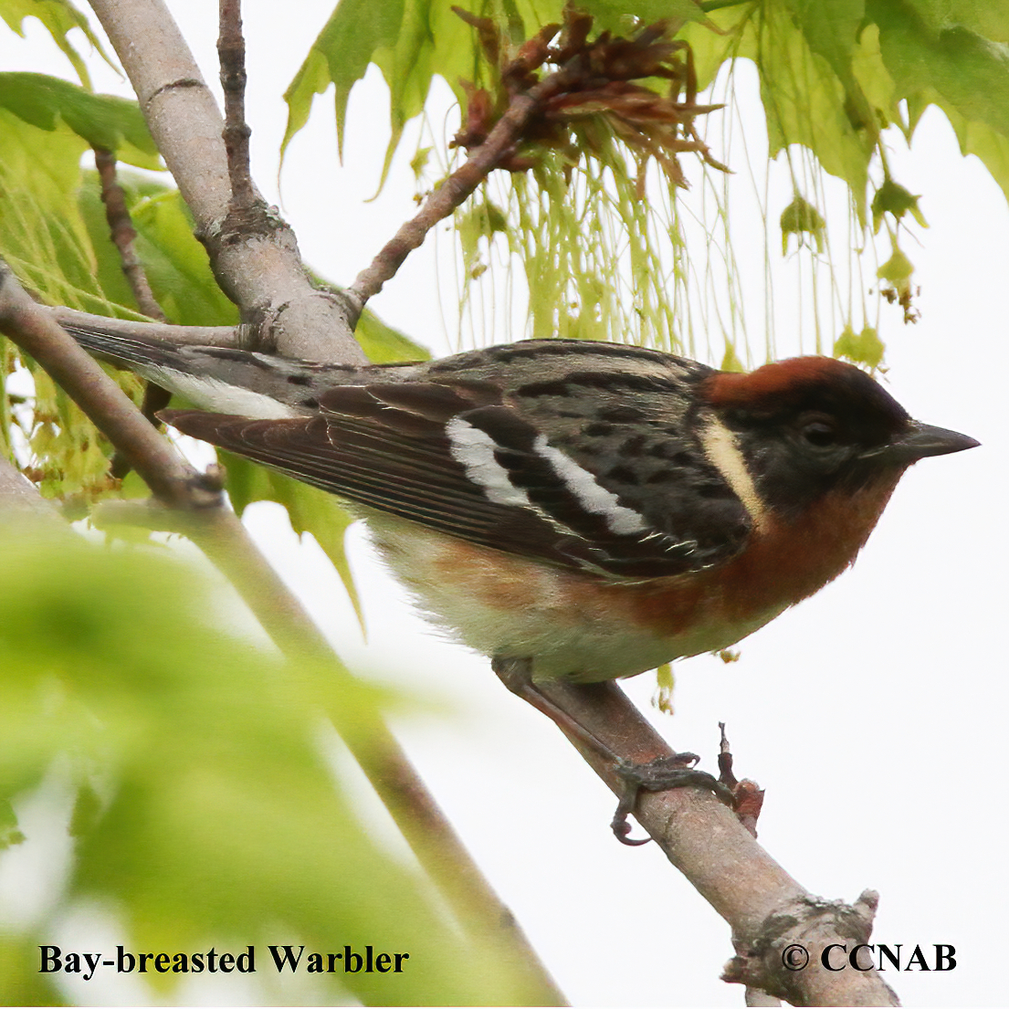 Bay-breasted Warbler