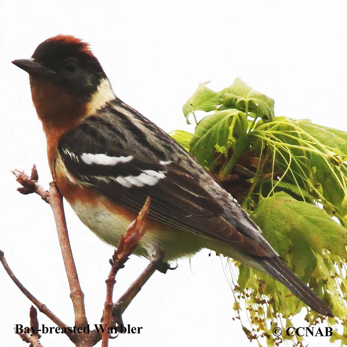Bay-breasted Warbler