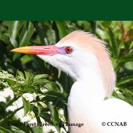 Cattle Egret Breeding