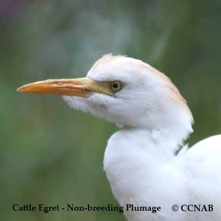 Cattle Egret_Non Breeding