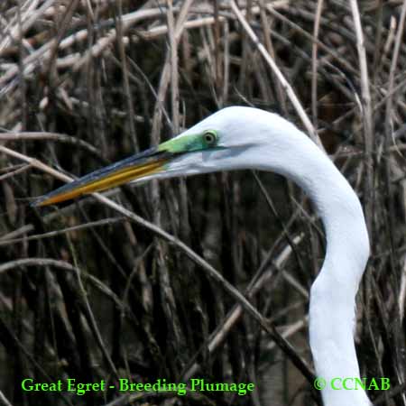 Birds of North America